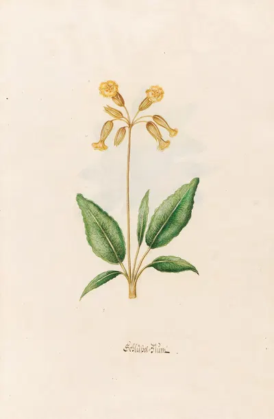 Schlüssel=Blüm by Magdelena Rosina Funck, 1692 — digital art print download