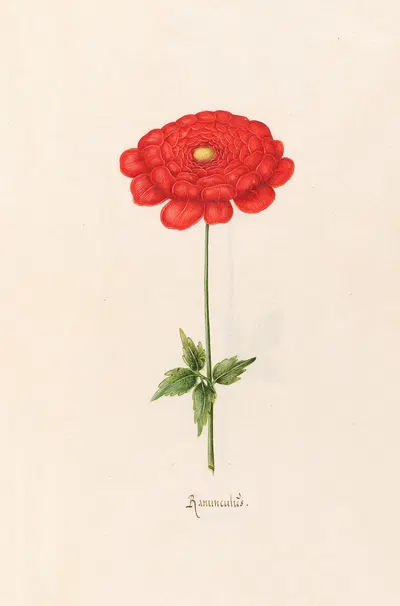 Ranunculüs by Magdelena Rosina Funck, 1692 — digital art print download