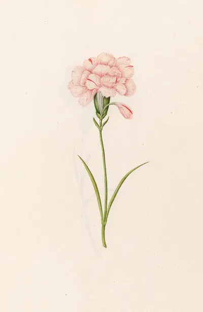Carnation by Magdelena Rosina Funck, 1692 — digital art print download