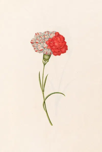 Carnation by Magdelena Rosina Funck, 1692 — digital art print download