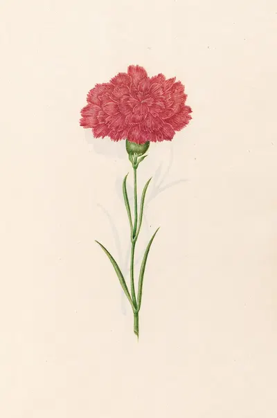 Carnation by Magdelena Rosina Funck, 1692 — digital art print download