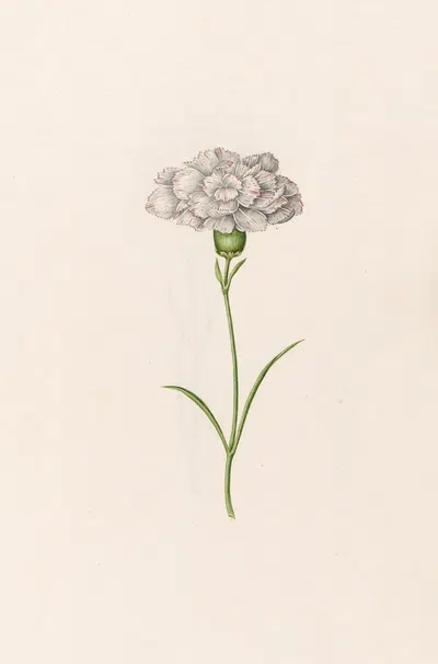 Carnation by Magdelena Rosina Funck, 1692 — digital art print download