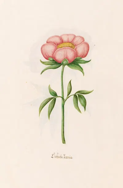 Einfache Poeonia. [Peony] by Magdelena Rosina Funck, 1692 — digital art print download