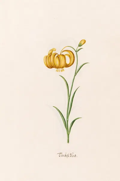 Türckish Bünd by Magdelena Rosina Funck, 1692 — digital art print download