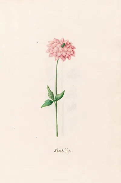 Stern Ackeleÿ by Magdelena Rosina Funck, 1692 — digital art print download