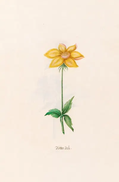 Wetter rose by Magdelena Rosina Funck, 1692 — digital art print download