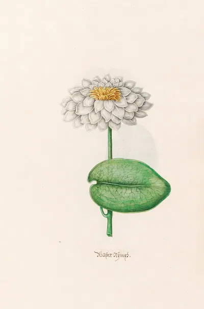 Wasser Nÿmps by Magdelena Rosina Funck, 1692 — digital art print download