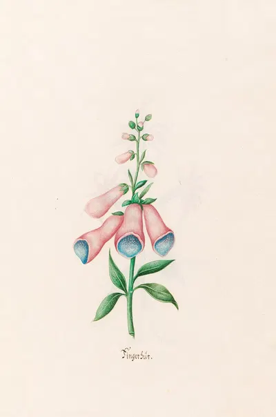 Fingerhüts by Magdelena Rosina Funck, 1692 — digital art print download