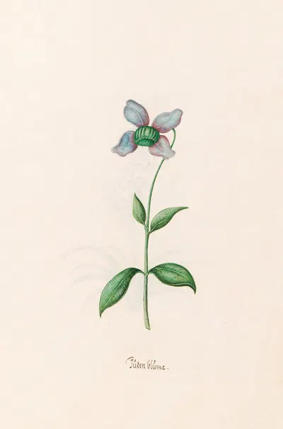 Jüden Blüme by Magdelena Rosina Funck, 1692 — digital art print download