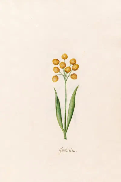 Gnaphaliüm by Magdelena Rosina Funck, 1692 — digital art print download