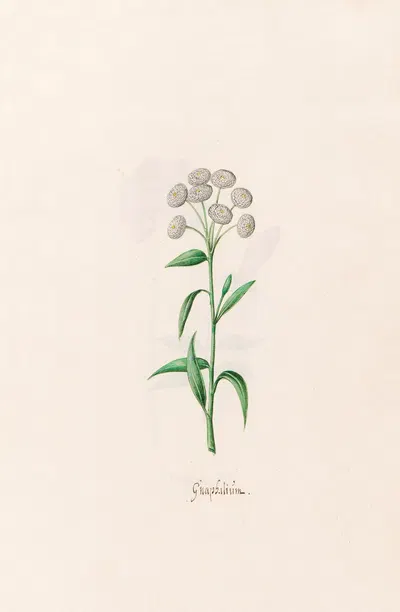 Gnaphaliüm by Magdelena Rosina Funck, 1692 — digital art print download