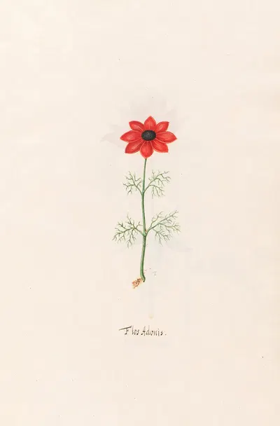 Flos Adonis by Magdelena Rosina Funck, 1692 — digital art print download