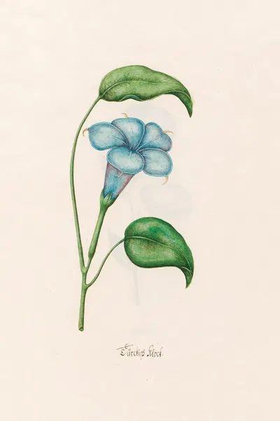 Türckish klock by Magdelena Rosina Funck, 1692 — digital art print download