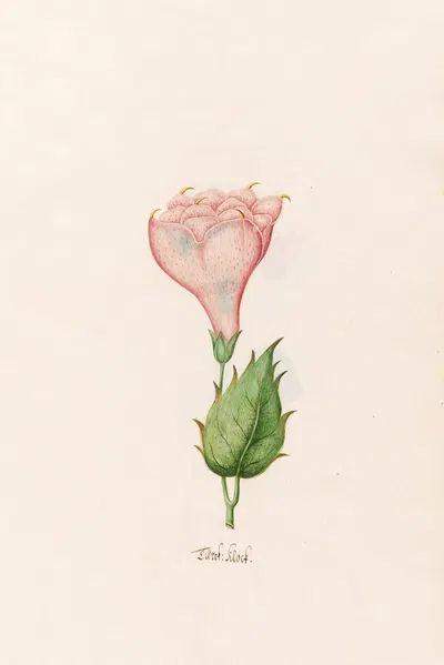 Türck. Klock by Magdelena Rosina Funck, 1692 — digital art print download