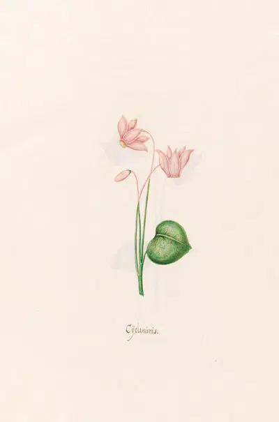 Cÿclaminis. [Cyclamen] by Magdelena Rosina Funck, 1692 — digital art print download