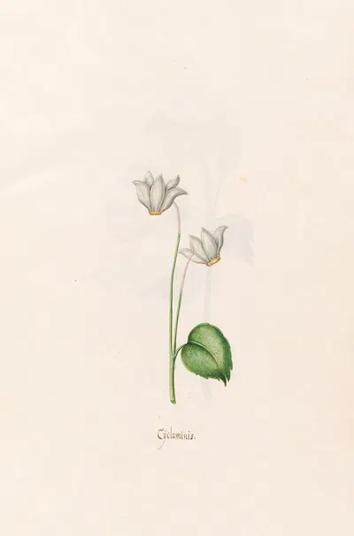 Cÿclaminis. [Cyclamen] by Magdelena Rosina Funck, 1692 — digital art print download