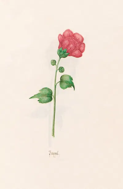 Pappel by Magdelena Rosina Funck, 1692 — digital art print download