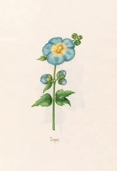 Pappel by Magdelena Rosina Funck, 1692 — digital art print download