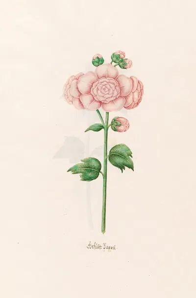 Gefült. Pappel by Magdelena Rosina Funck, 1692 — digital art print download