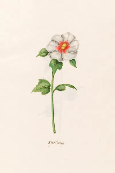 Sÿrish. Pappel by Magdelena Rosina Funck, 1692 — digital art print download
