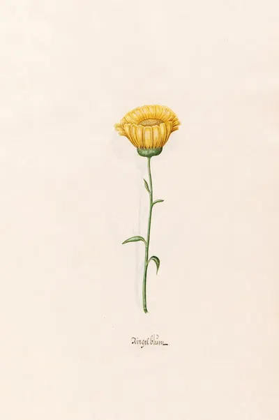 Ringelblüm by Magdelena Rosina Funck, 1692 — digital art print download