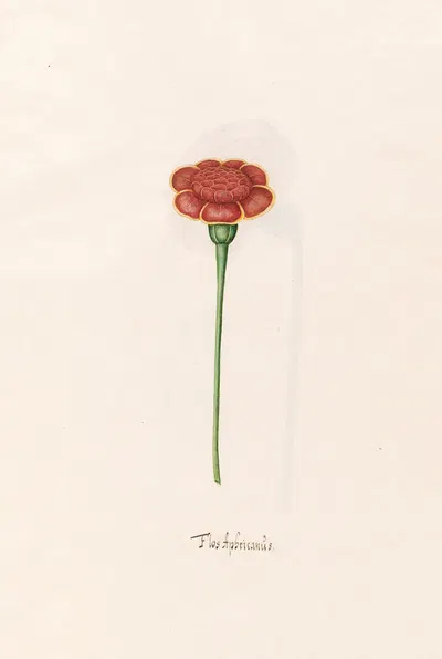 Flos Aphricanüs by Magdelena Rosina Funck, 1692 — digital art print download
