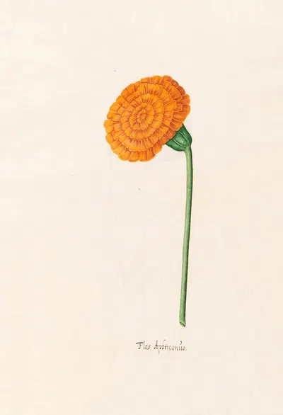Flos Aphricanüs by Magdelena Rosina Funck, 1692 — digital art print download
