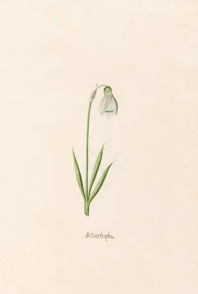 Schneefroyfen. [Schneeflocken] by Magdelena Rosina Funck, 1692 — digital art print download