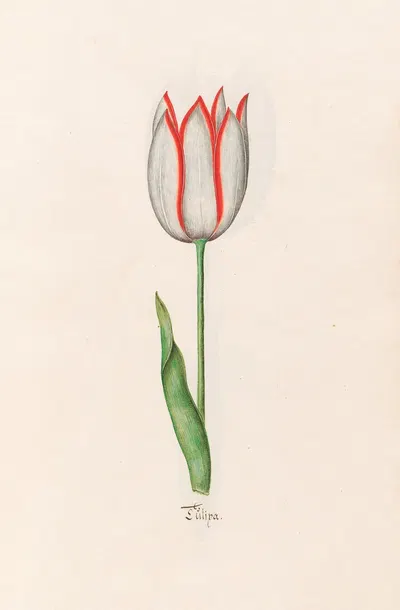 Tülipa by Magdelena Rosina Funck, 1692 — digital art print download