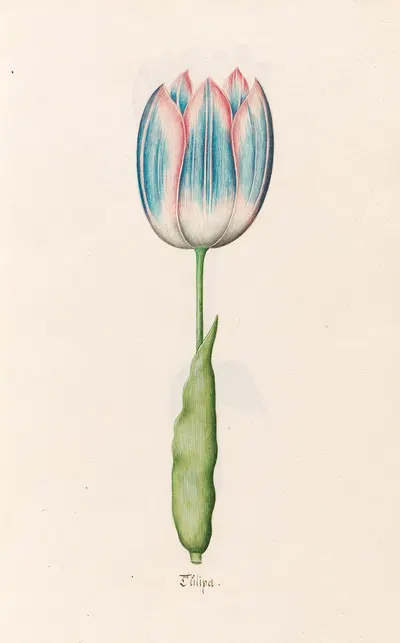 Tülipa by Magdelena Rosina Funck, 1692 — digital art print download
