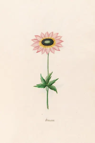 Anemone by Magdelena Rosina Funck, 1692 — digital art print download
