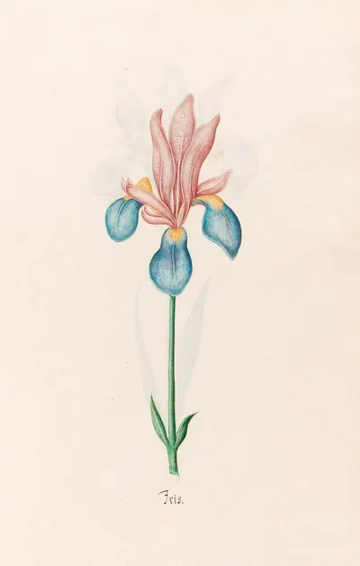 Iris by Magdelena Rosina Funck, 1692 — digital art print download