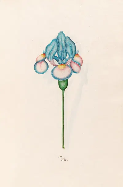 Iris by Magdelena Rosina Funck, 1692 — digital art print download