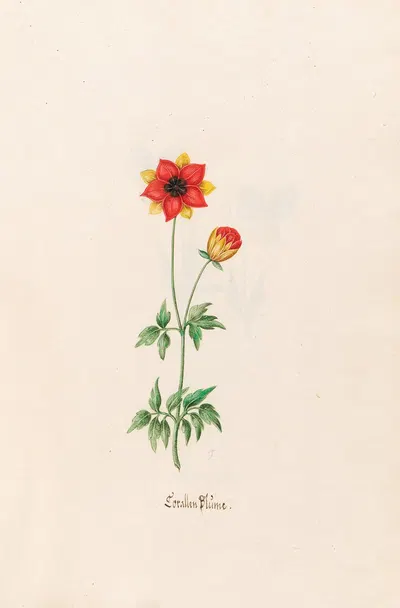 Corallen Blüme by Magdelena Rosina Funck, 1692 — digital art print download