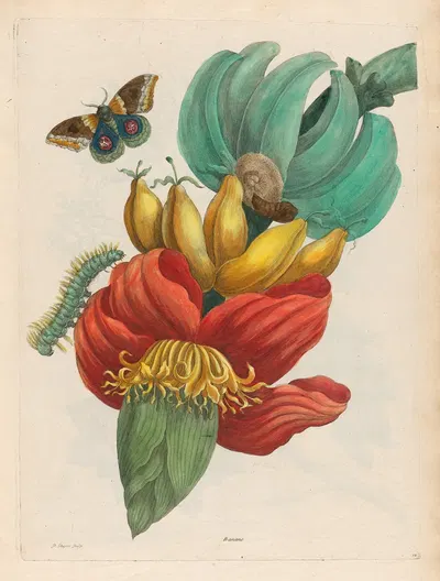 Banane by Maria Sibylla Merian, 1719 — digital art print download