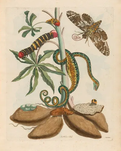 Cassave. by Maria Sibylla Merian, 1719 — digital art print download