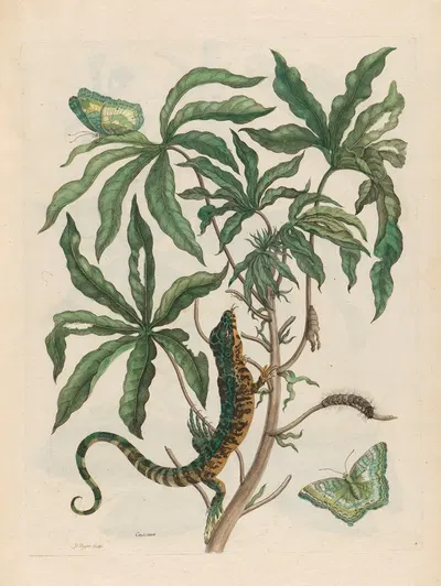 Cassave by Maria Sibylla Merian, 1719 — digital art print download