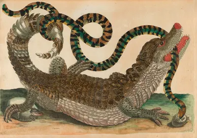 Cayman by Maria Sibylla Merian, 1719 — digital art print download