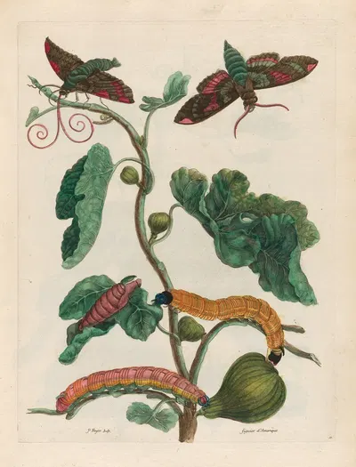Figuier d'Amerique by Maria Sibylla Merian, 1719 — digital art print download