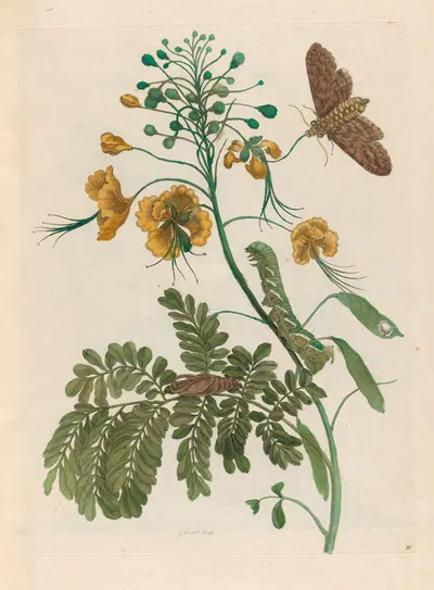 Flos Pavonis by Maria Sibylla Merian, 1719 — digital art print download