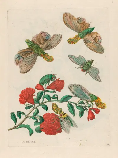 Grenadier. by Maria Sibylla Merian, 1719 — digital art print download