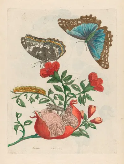 Grenadier by Maria Sibylla Merian, 1719 — digital art print download