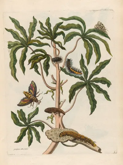 Guajava alba dulcis by Maria Sibylla Merian, 1719 — digital art print download