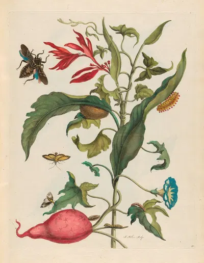 Ipomoea batatas and Heliconia psittacorum by Maria Sibylla Merian, 1719 — digital art print download