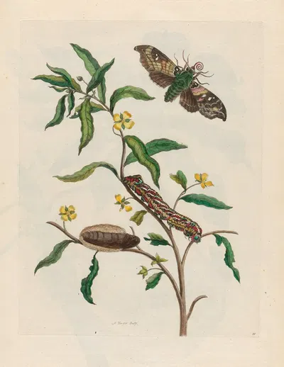 Ludwigia octovalvis by Maria Sibylla Merian, 1719 — digital art print download