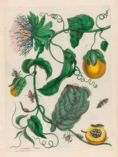 Marquiaas by Maria Sibylla Merian, 1719 — digital art print download