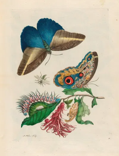 Pachystachys coccinea by Maria Sibylla Merian, 1719 — digital art print download