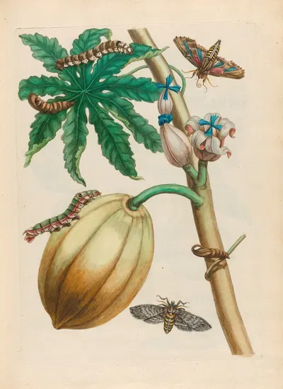 Papaya by Maria Sibylla Merian, 1719 — digital art print download