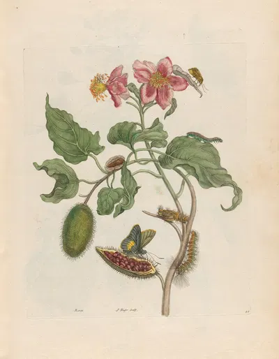 Rocu by Maria Sibylla Merian, 1719 — digital art print download