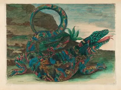 Sauvegarde by Maria Sibylla Merian, 1719 — digital art print download